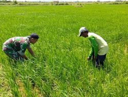 Babinsa Koramil 0827/01 Kota Bantu Petani Menyiangi Tanaman Padi