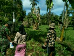 Babinsa Koramil 0827/22 Masalembu Bantu Petani Memupuk Tanaman Jagung