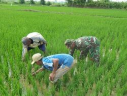 Babinsa Koramil 0827/01 Kota Membantu Petani Menyiangi Rumput Tanaman Padi