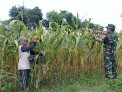 Guna Meningkatkan Program Upsus Swasembada Pangan, Babinsa Koramil 0827/06 Saronggi Membantu Petani Panen Jagung