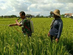 Bintara Koramil 0827/01 Kota Bantu Petani Penyemprotan Hama Padi