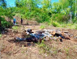 Pekerjaan Proyek Lingkar Utara “Dihentikan” Petugas BKPH Wilayah Madura Timur