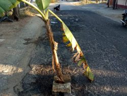 Jalan Wisata Slopeng Sering Makan Korban, Warga Lalangon Aksi Tanam “Pohon Pisang”
