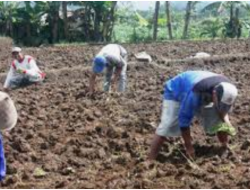 Kecolongan, Petani Tembakau Lambat Tanam