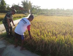 Babinsa Koramil 0827/01 Kota Melaksanakan Pemantauan Tanaman Padi Siap Panen