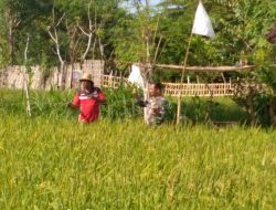 Babinsa 0827/01 Kota Monitoring Kesuburan Tanah