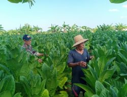 Pendampingan Babinsa Koramil 0827/10 Ambunten di Lahan Pertanian