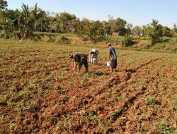 Babinsa Koramil 0827/10 Ambunten Melaksanakan Kegiatan Pendampingan Pertanian