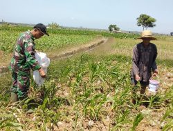 Babinsa Koramil 0827/14 Batang Batang  Membantu Petani Memupuk Tanaman Jagung