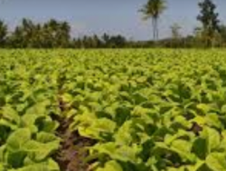 Luas Areal Tanam Tembakau Melebihi Target Gudang di Sumenep