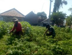 Pendampingan Panen Cabai Dilakukan Serka Hairudin Babinsa Koramil 0827/10 Ambunten