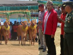 Kontes Sape Sonok Lambang Kemajuan Budaya Sumenep Masa Lalu