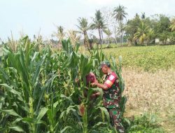 Babinsa Koramil 0827/05 Lenteng Tinjau Kebun Warga