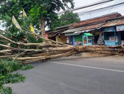 Pohon Berukuran Besar Tumbang Melintang di Jalan Raya