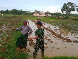 Babinsa Gapura Dampingi Petani Wujudkan Swasembada Pangan