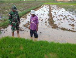 Wujudkan Swasembada, Babinsa Koramil 0827/16 Gapura Dampingi Petani
