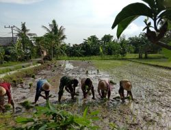 Babinsa Koramil 0827/15 Batuputih, Giat Upsus Dukung Program Pemerintah