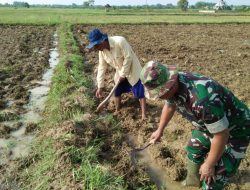 Babinsa Koramil 0827/01 Kota Inten Bantu Petani