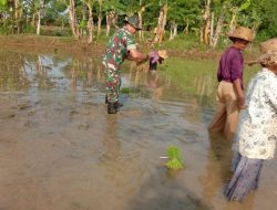 Wujud Nyata TNI Khusnya Babinsa Wujudkan Swasembada Pangan