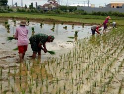 Anggota Koramil 0827/01 Kota Ikut Serta Pendampingan Petani