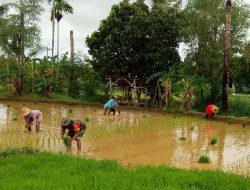 Babinsa Koramil 0827/10 Ambunten Pendampingan Petani