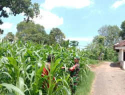 Babinsa Koramil 0827/05 Lenteng Inten Pantau Perkembangan Tanaman Jagung