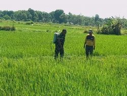 Babinsa Penganten Koramil 0827/01 Kota Giat Upsus Pendampingan Petani