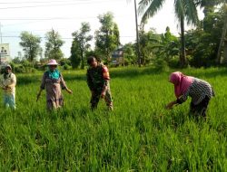 Sukseskan Program Pemerintah Babinsa Ambunten Bantu Petani