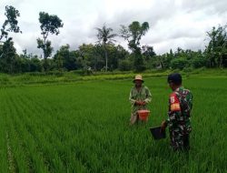 Babinsa 0827 Gapura Inten Bantu Petani
