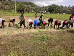 Babinsa Koramil 0827/22 Masalembu Dukung Program Swasembada Pangan