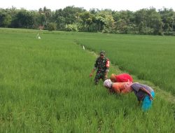 Babinsa Koramil 0827/16 Gapura Melakukan Pendampingan Tanam Padi