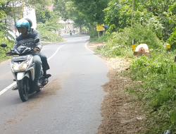 Penebangan Pohon Sepanjang Jalan Raya Manding “Dikeluhkan” Warga