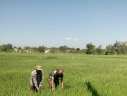 Babinsa 0827 Kota Bantu Penyiangan Gulma Tanaman Padi