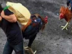 Cerita Warga Kaduara Timur Ayamnya Hilang Hingga Lapor Polisi