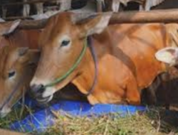 Diduga Gelapkan Bantuan Sapi, Anggota Kelompok di Desa Tarogan Menyoal