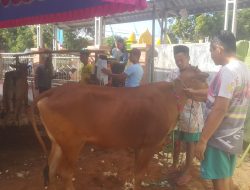 Remas Masjid Ar-Rasyidi, Kurban 2 Ekor Sapi Sistem “Tabungan”