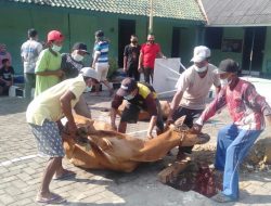 Kodim 0827 Sumenep, Melakukan Penyembelihan 2 Ekor Qurban Sapi