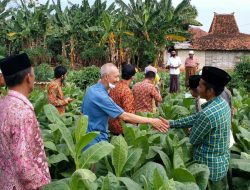 Tanaman Tembakau di Sumenep Berkurang, Petani Cerdas Tanaman Alternatif