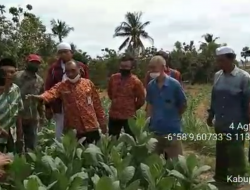 Jelang Panen Raya Tembakau Ditengah Pandemi Covid-19, Petani Menunggu Kebijakan Pemerintah