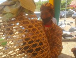 Lestarikan Ayam Bekisar Dengan Penangkaran di Pulau Kangayan