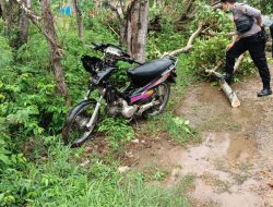 Saat Berkendara, Warga Pakandangan Sangra Tertimpa Pohon