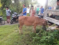 Tindak Pidana Pencurian Seekor Sapi di Desa Gadu Timur, Ini Kronologisnya