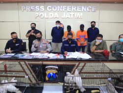 Polda Jatim Tangkap Pelaku Jual Beli Satwa Langka Melalui Medsos Facebook