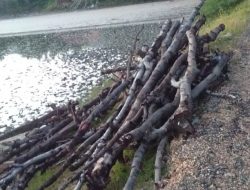 Penebangan Pohon Mangrove di Pulau Gili Raja Melanggar Pasal 35