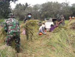 Anggota Satgas TMMD Sumenep Intens Bantu Warga Panen Padi