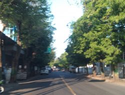 Dishub Sumenep Abai, Lampu Merah dan RR Penunjuk Arah Tertutup Pohon