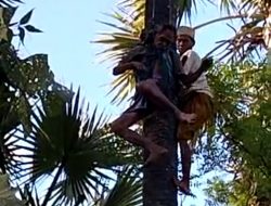 Pria 65 Tahun Ditemukan Meninggal di Atas Pohon Siwalan