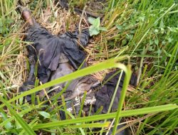 Temuan Mayat di Desa Babalan, Kondisi  Mengenaskan