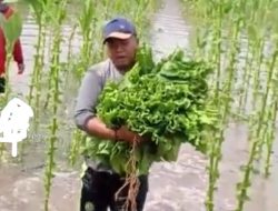 Diguyur Hujan, APTI Tekan Gudang Tetap Beli Tembakau Petani