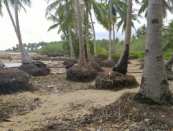 Tambang Pasir Liar di Arjasa, Pemukiman Pesisir Terancam Tergerus Abrasi